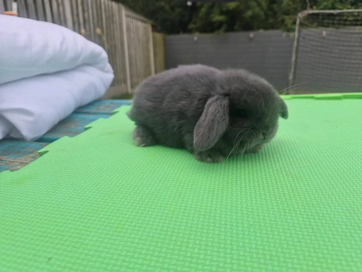 Mini lob rabbits - Image 3
