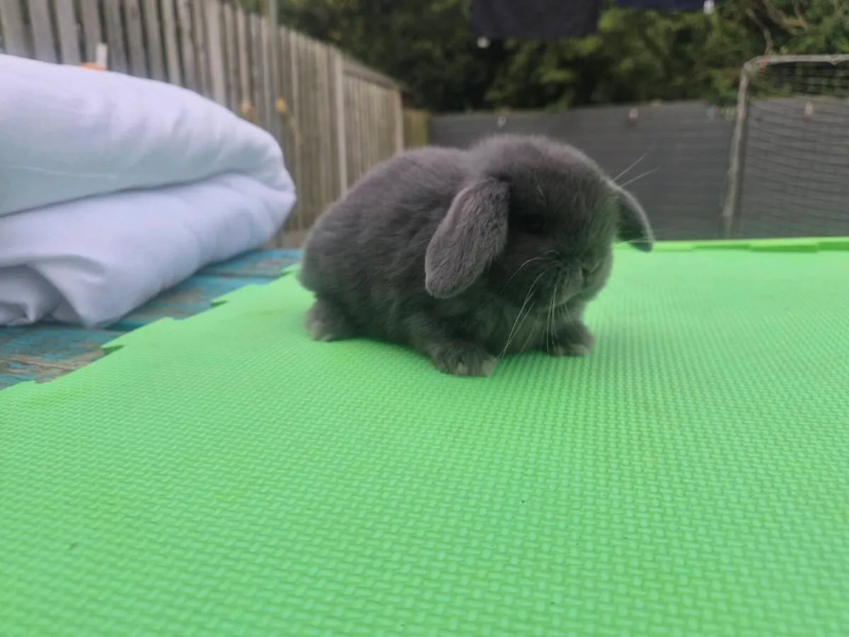 Mini lob rabbits - Image 4