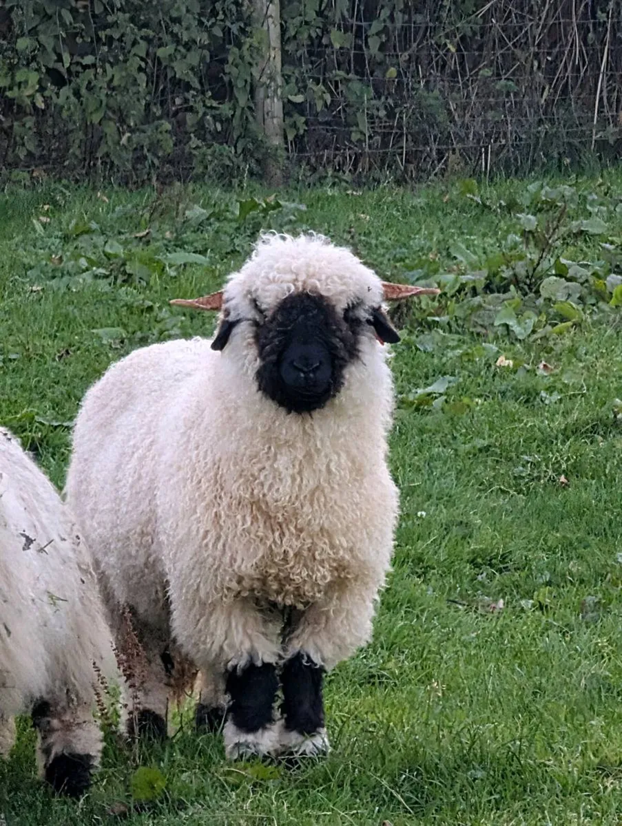 Valais Blacknose