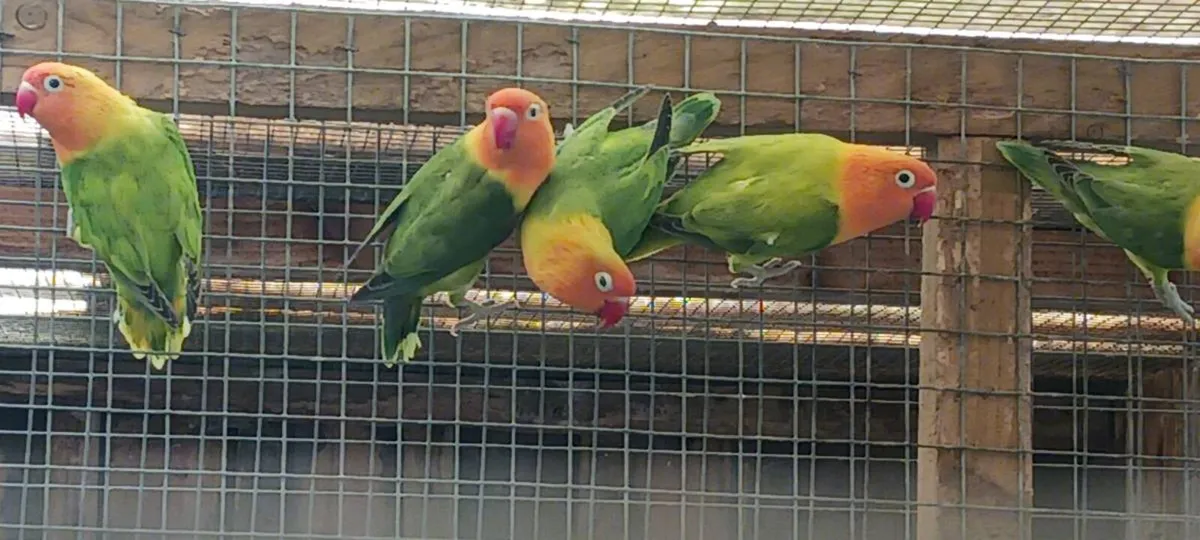 Lovebirds - Image 1