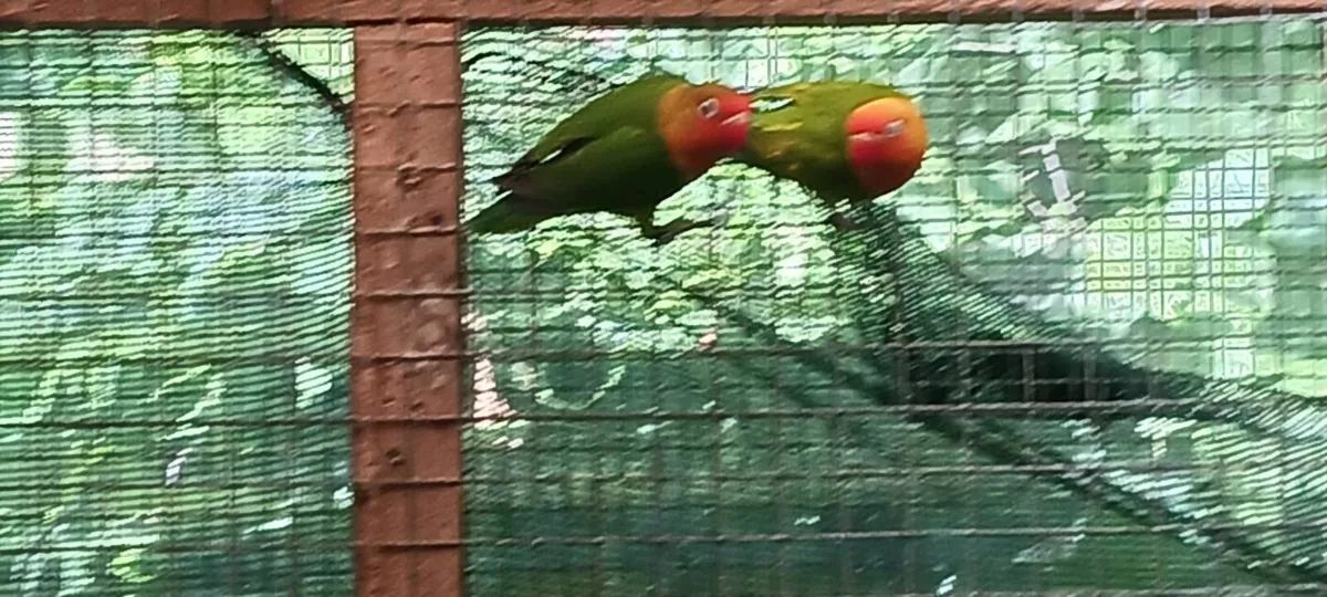 Lovebirds - Image 2