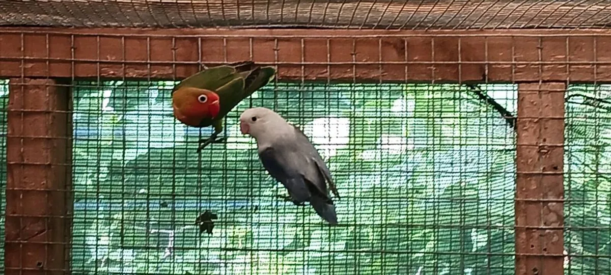 Lovebirds - Image 3