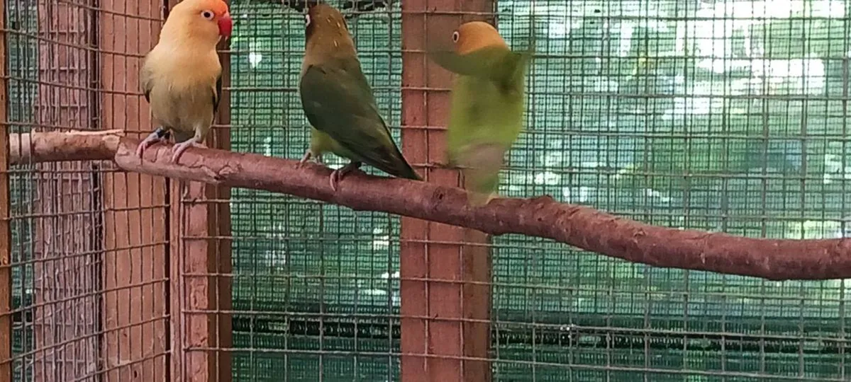 Lovebirds - Image 4