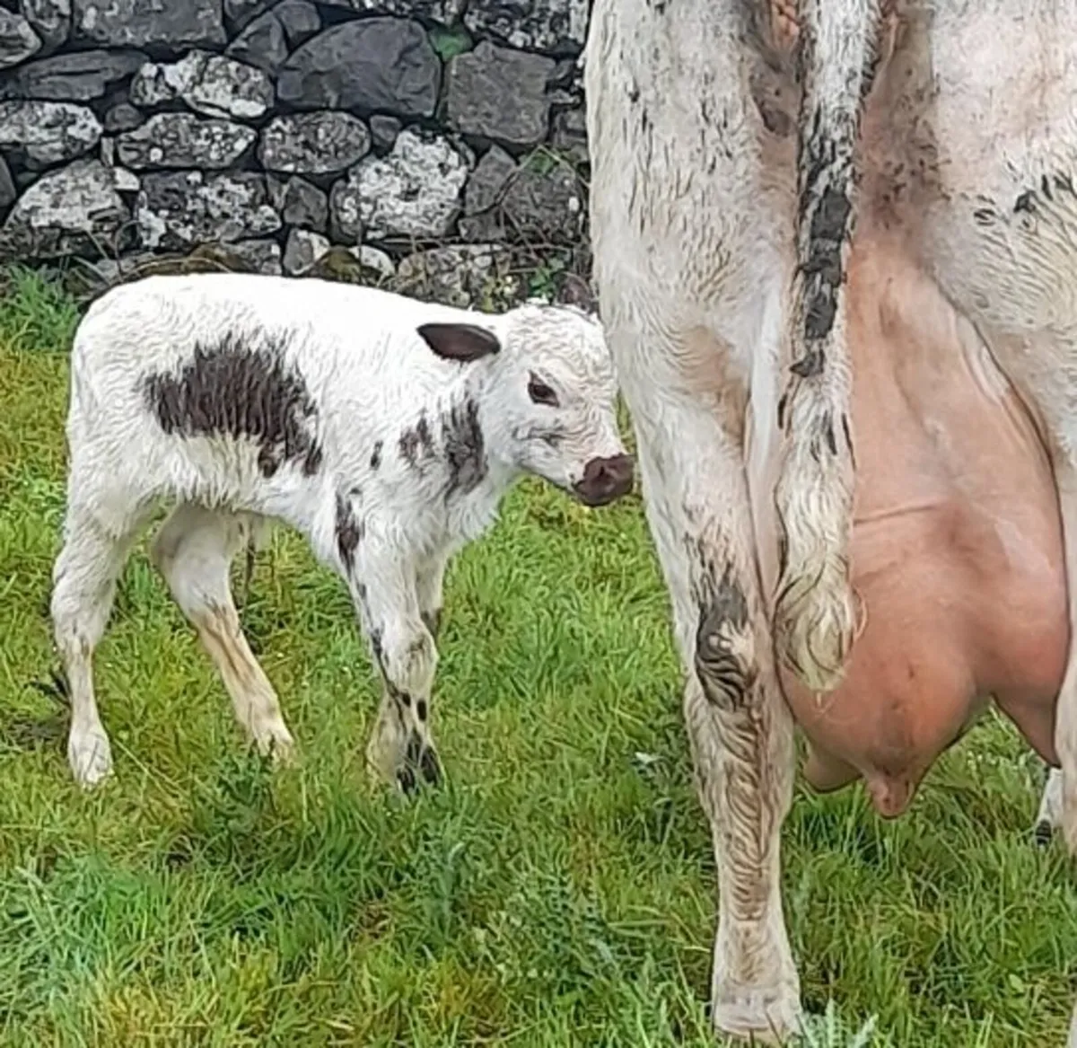 A cracking PBR Irish moiled cow and AI calf - Image 2