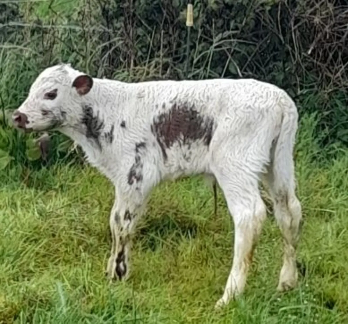 A cracking PBR Irish moiled cow and AI calf - Image 3