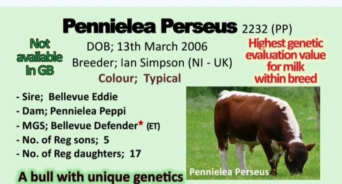 A cracking PBR Irish moiled cow and AI calf - Image 4