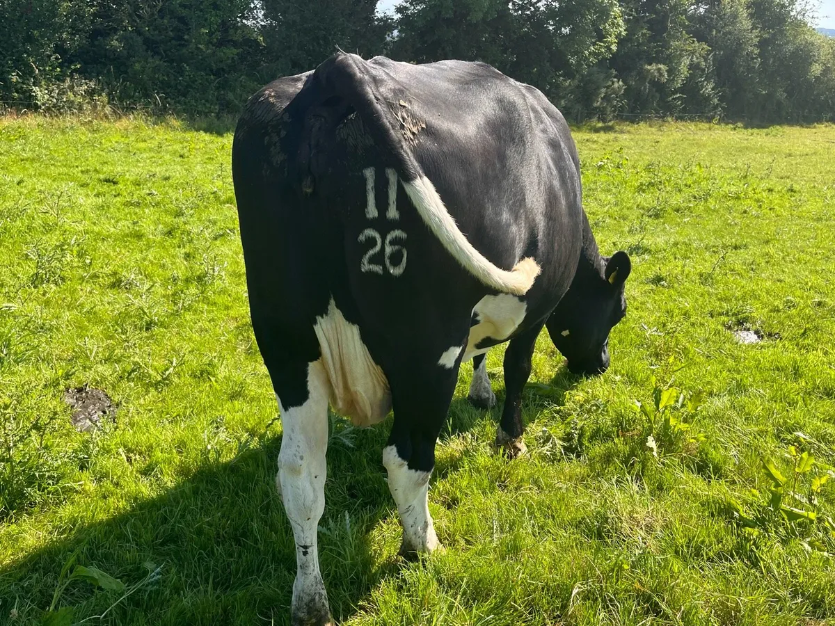 Fr Cow - Image 2