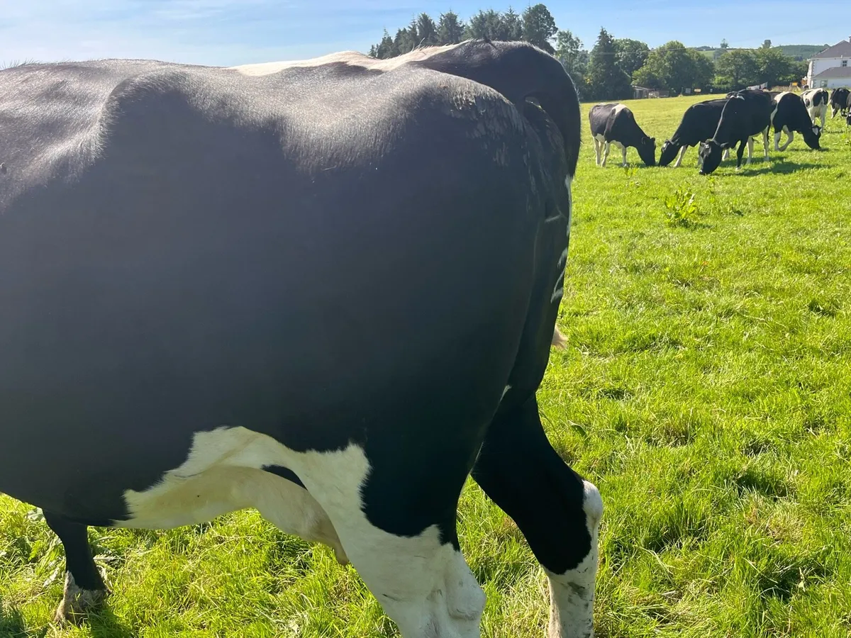 Fr Cow - Image 1