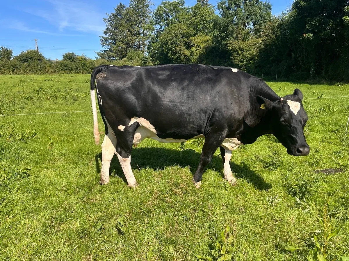 Fr Cow - Image 4