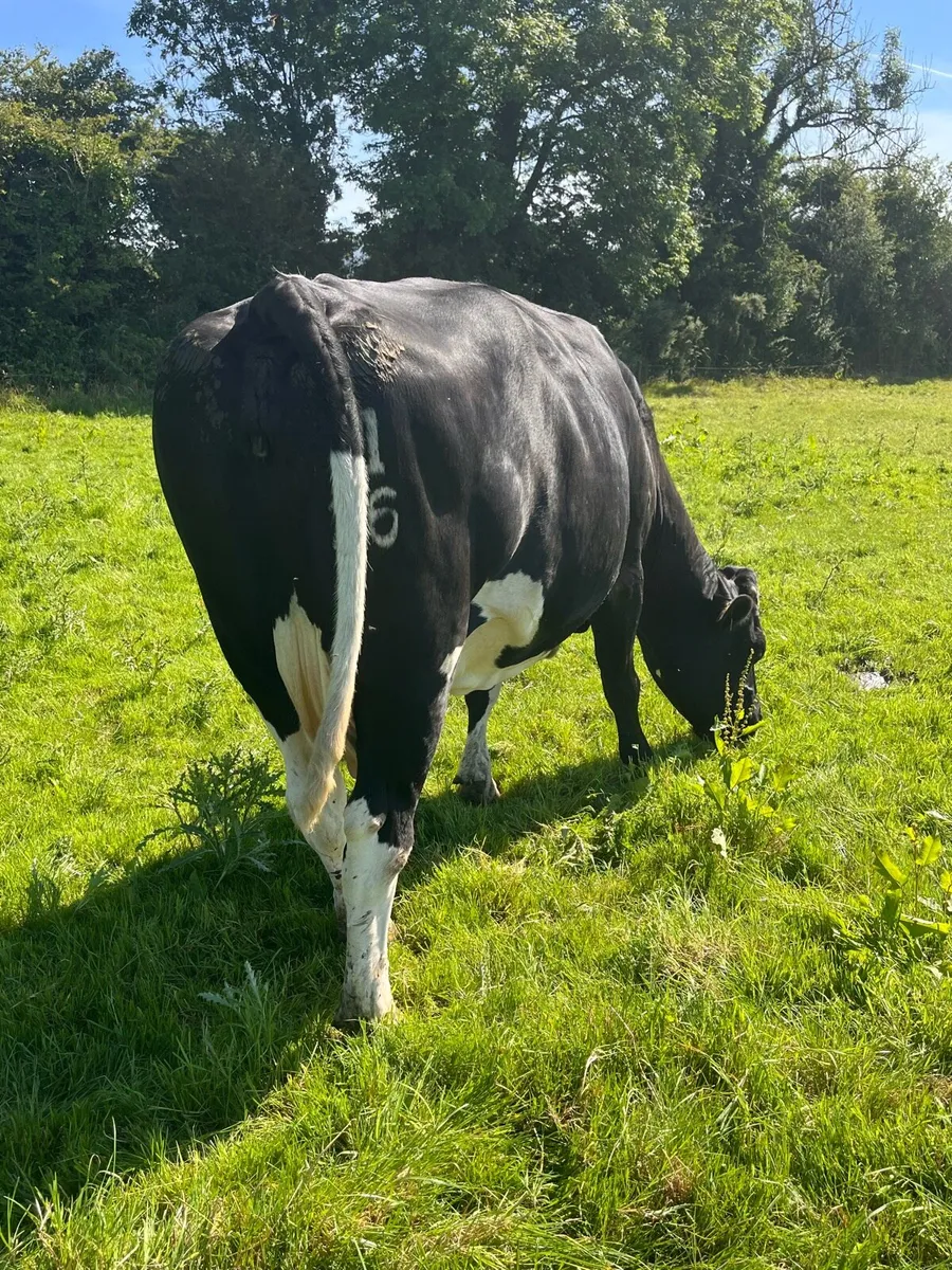 Fr Cow - Image 3