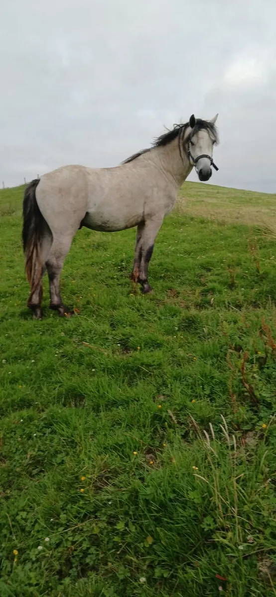 Connemara Pony - Image 3