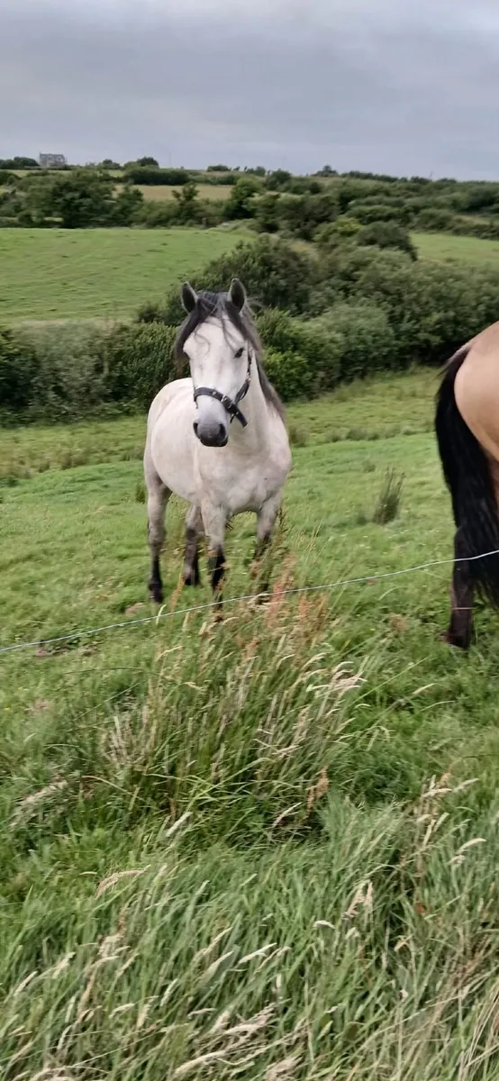 Connemara Pony - Image 4