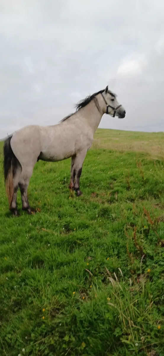 Connemara Pony - Image 1
