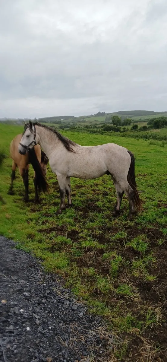 Connemara Pony - Image 2