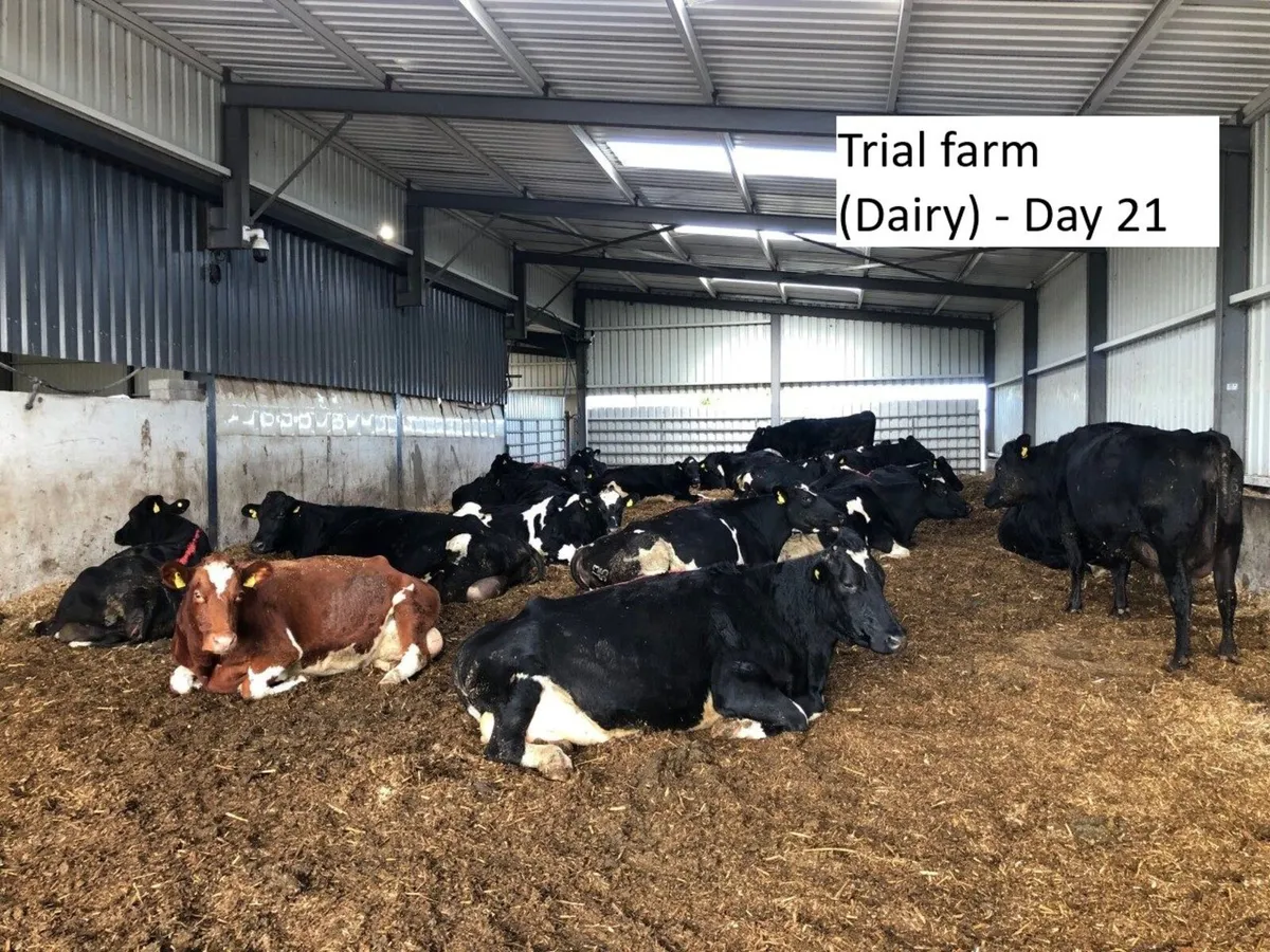Dri-Bed Animal Bedding - Image 2