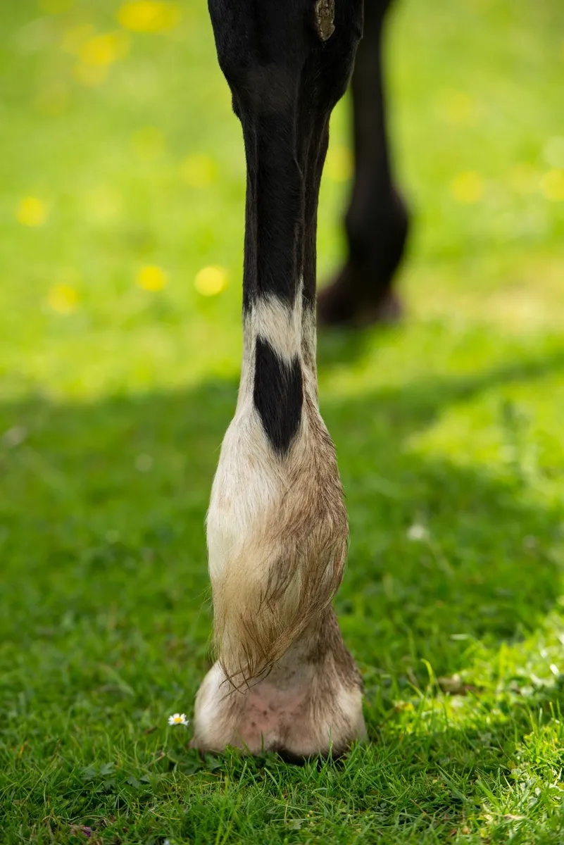Sports horse - Image 2