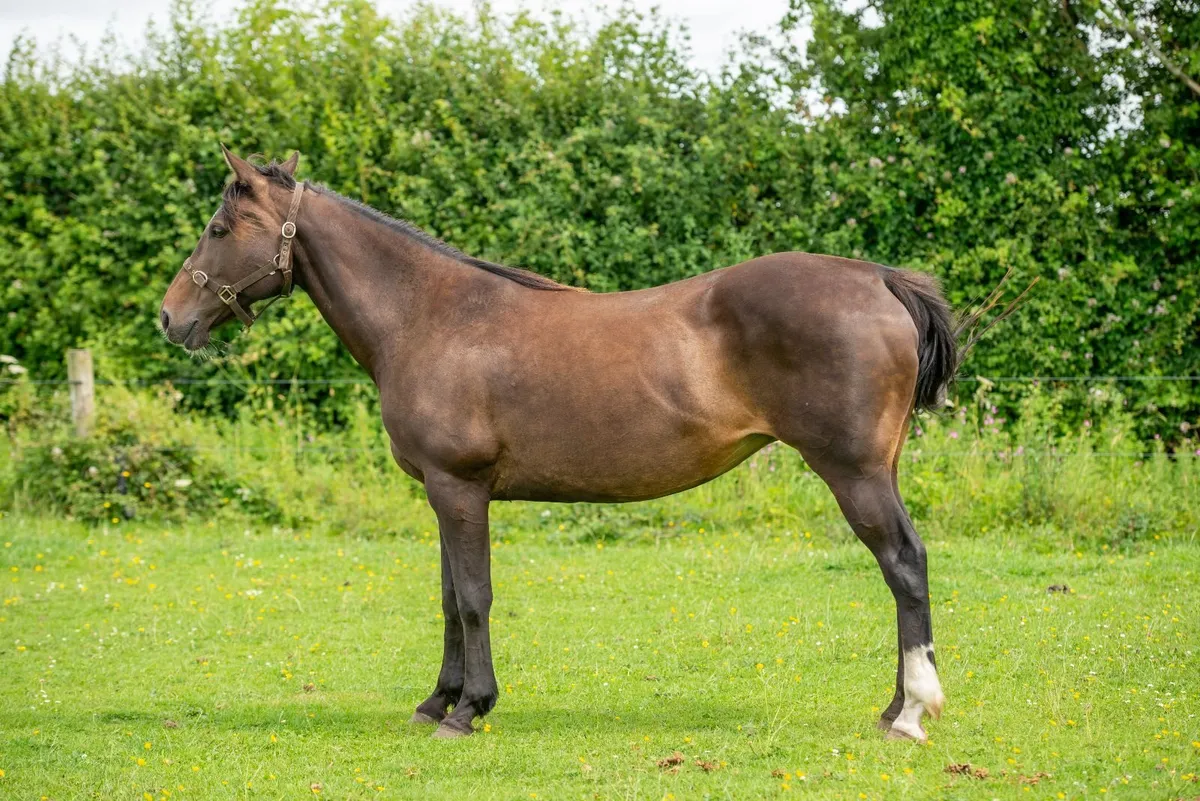 Sports horse - Image 3