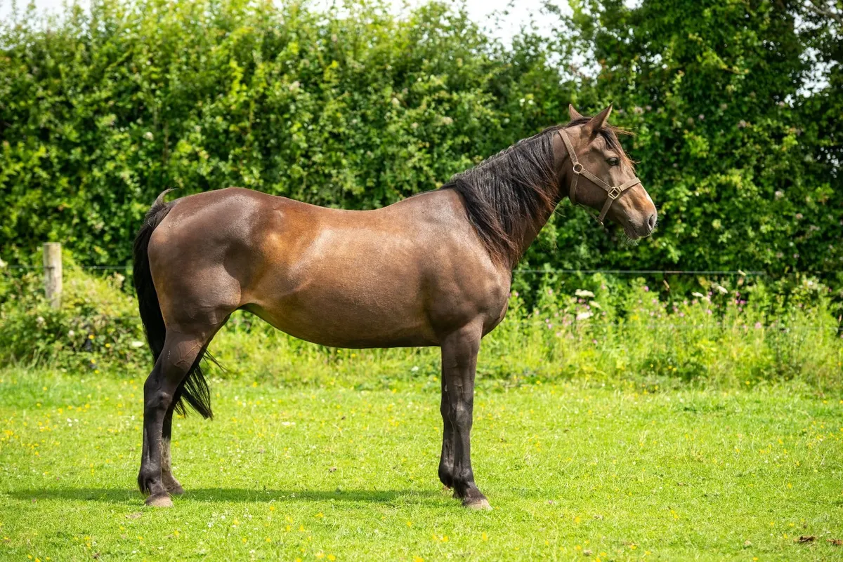 Sports horse - Image 4