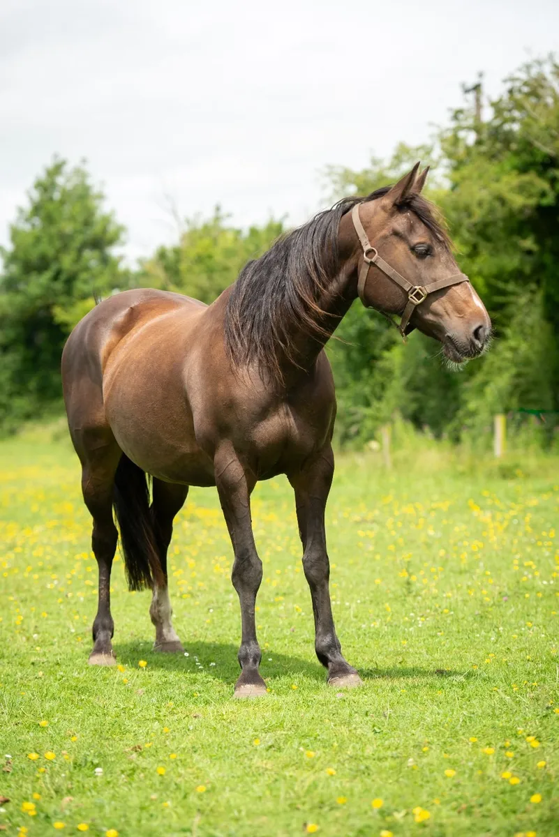 Sports horse - Image 1