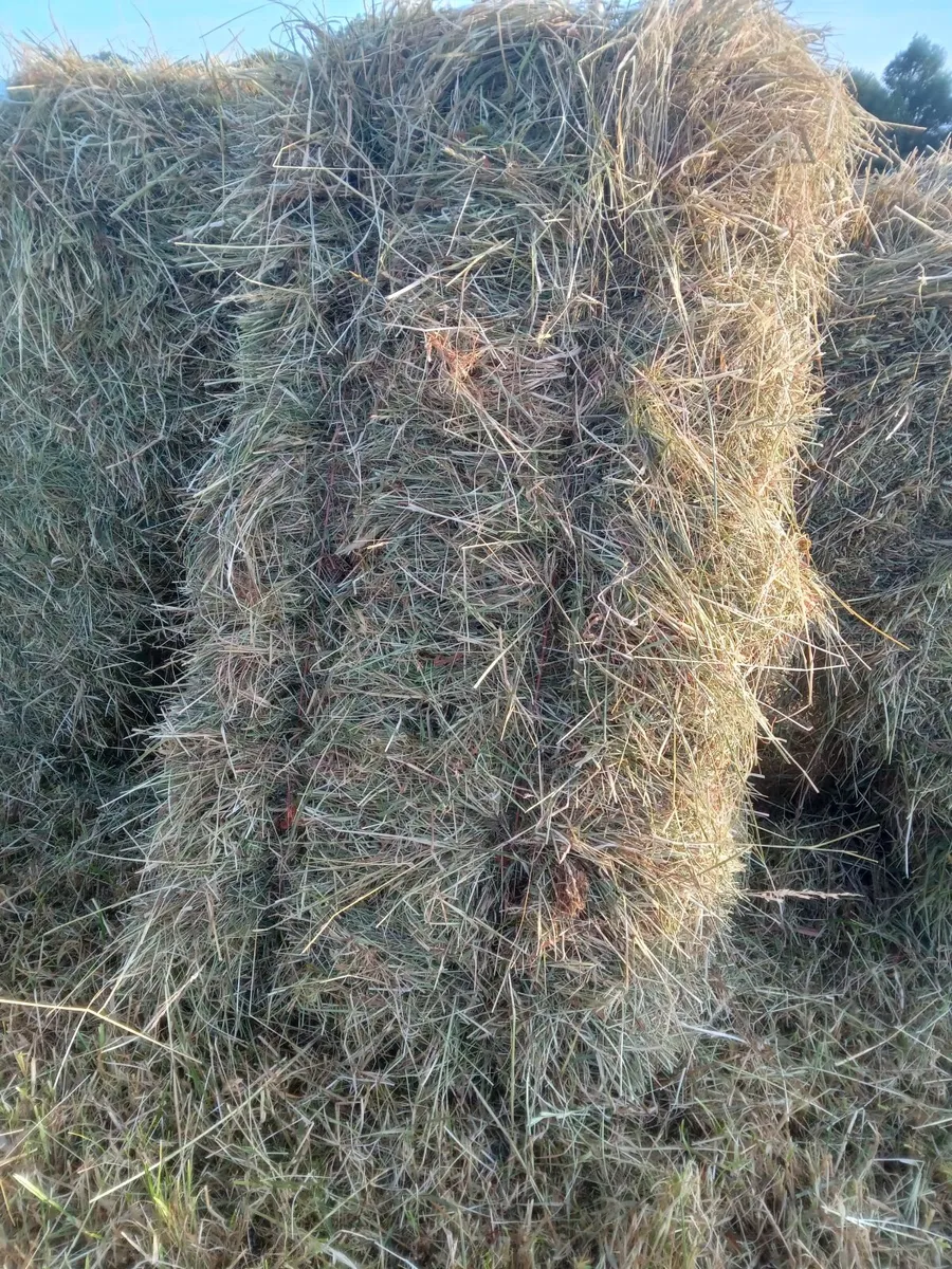 Hay for sale - Image 1