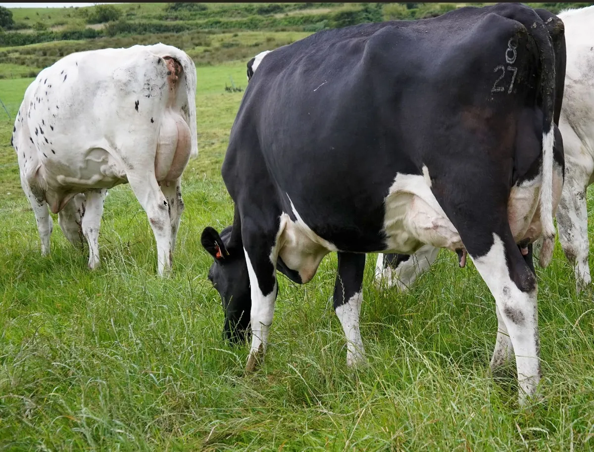Co.CORK ~ DAIRY HERD DISPERSAL - 120 HEAD - Image 2