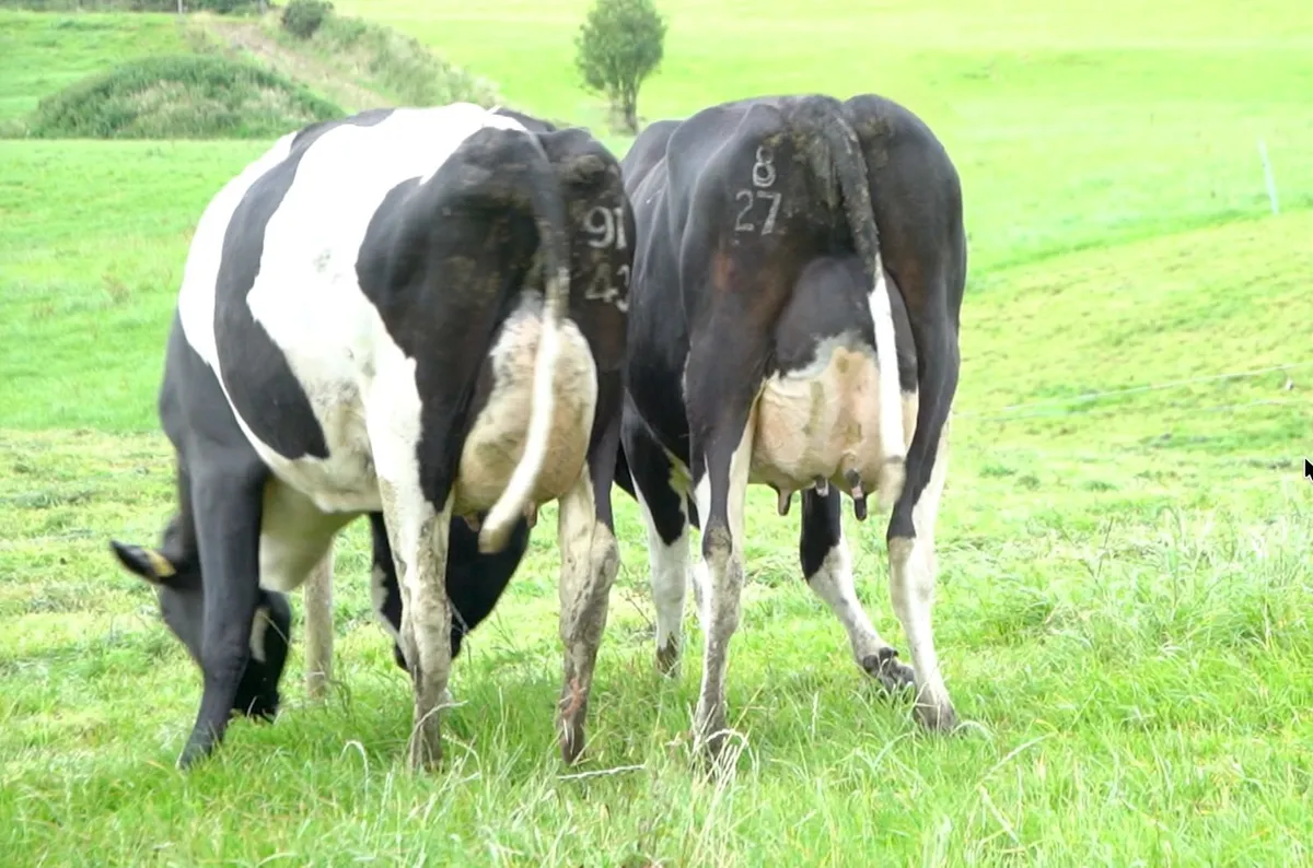 Co.CORK ~ DAIRY HERD DISPERSAL - 120 HEAD - Image 1