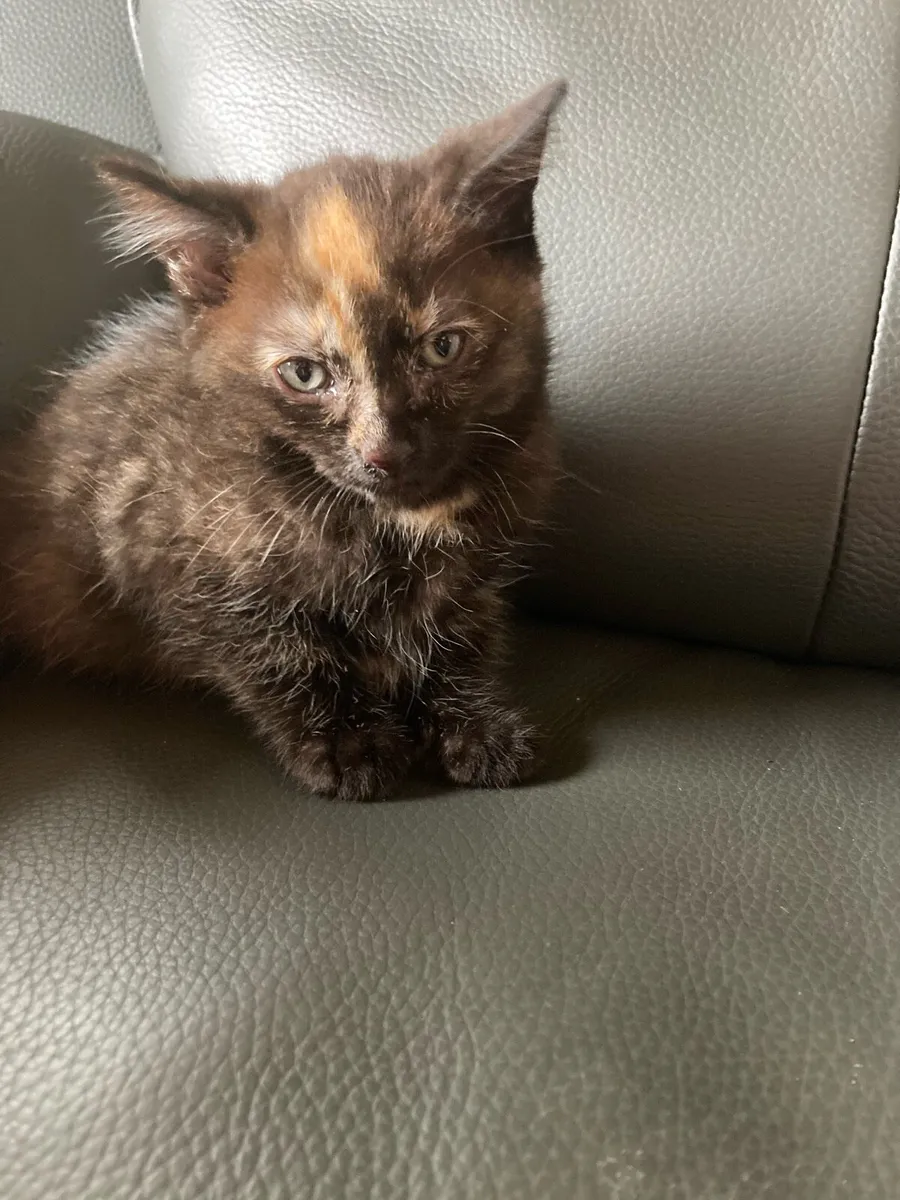 Kitten for sale - Image 1