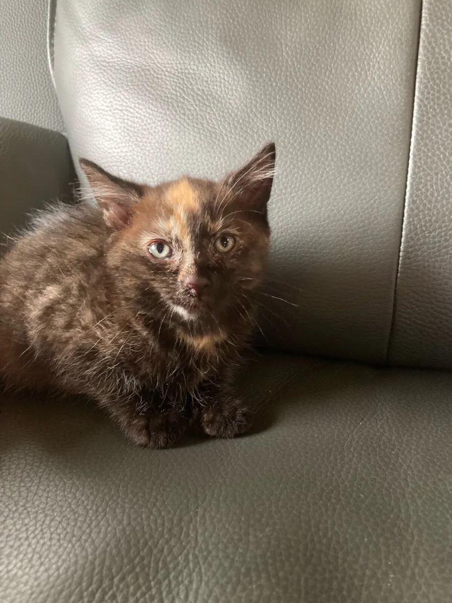 Kitten for sale - Image 2
