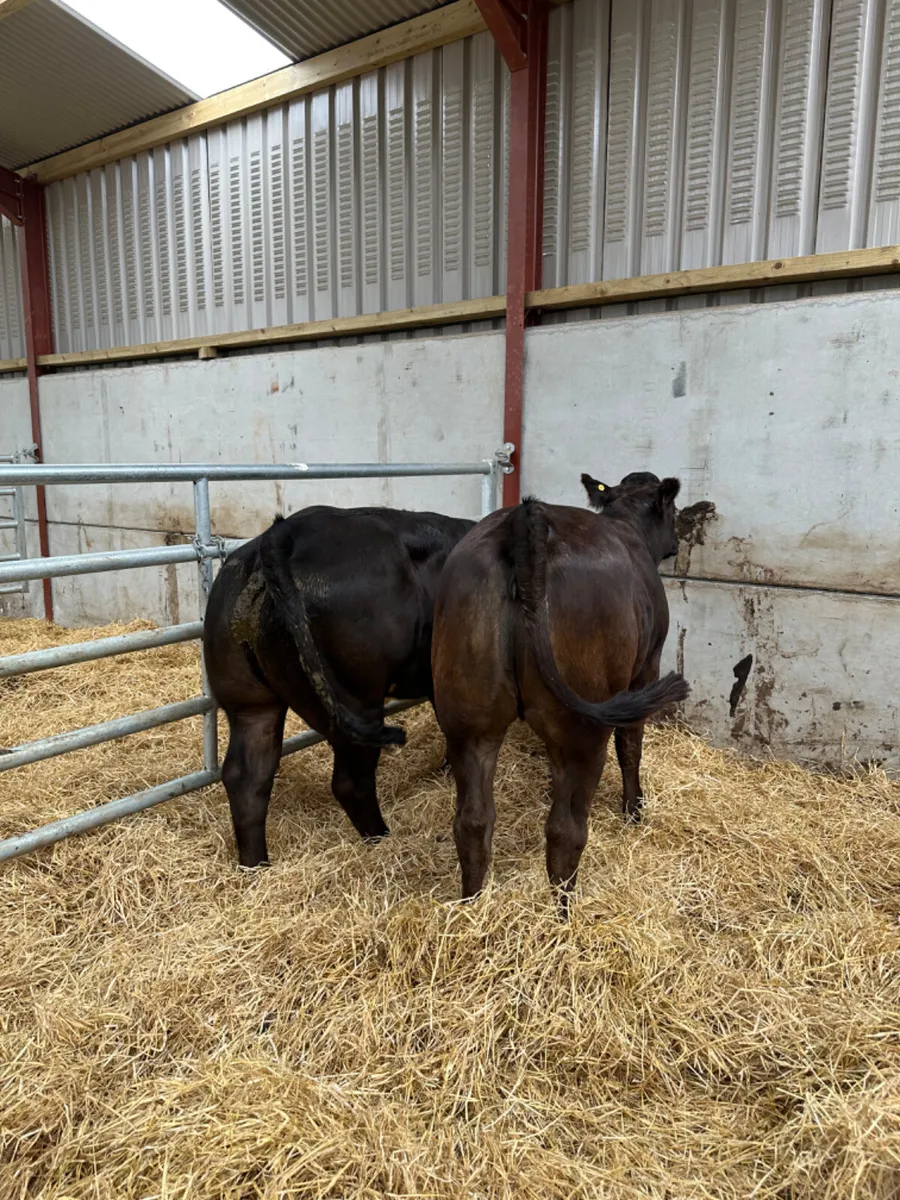 Cow makers - Image 4