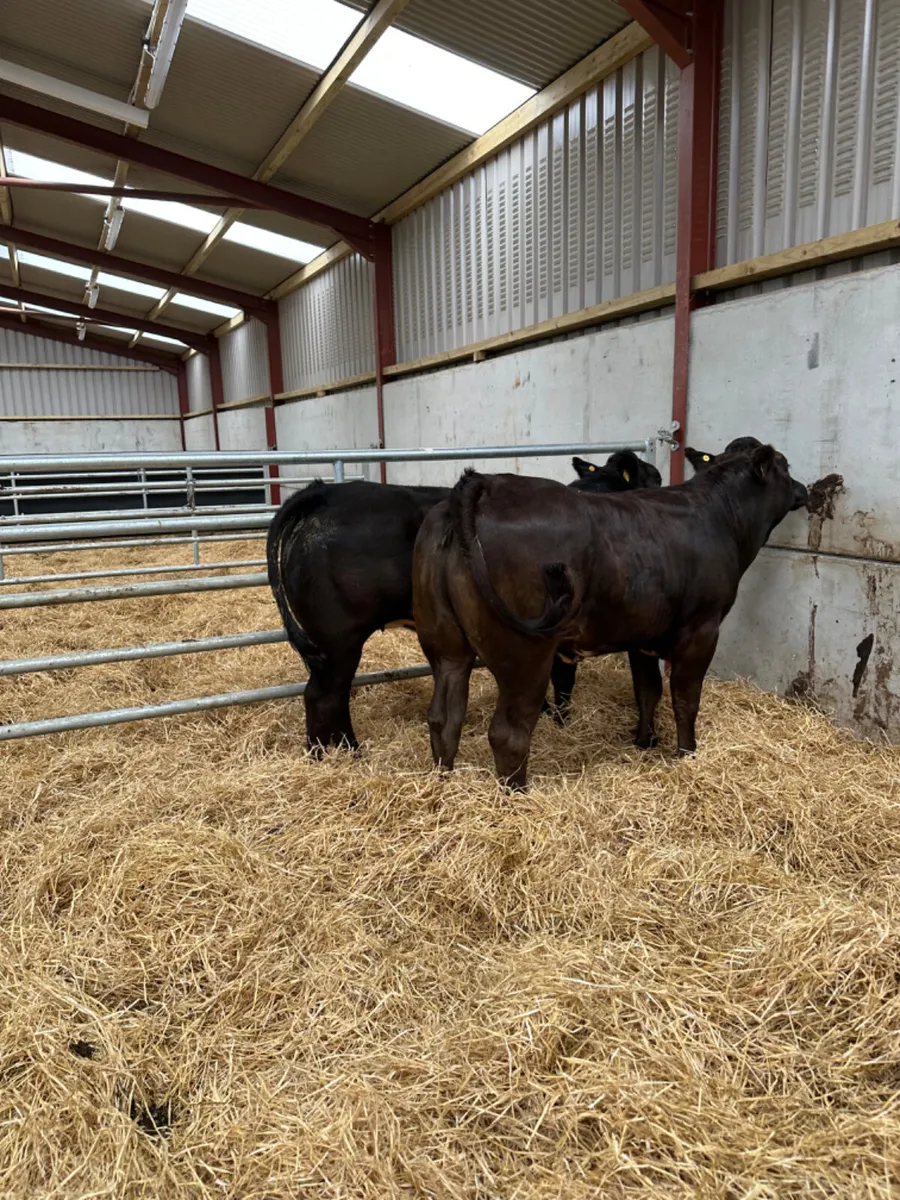 Cow makers - Image 2