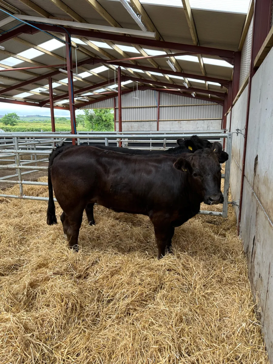 Cow makers - Image 1