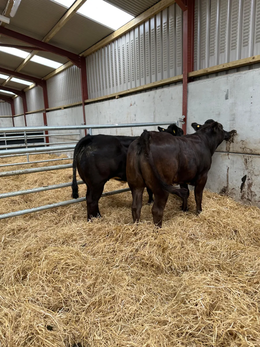 Cow makers - Image 3