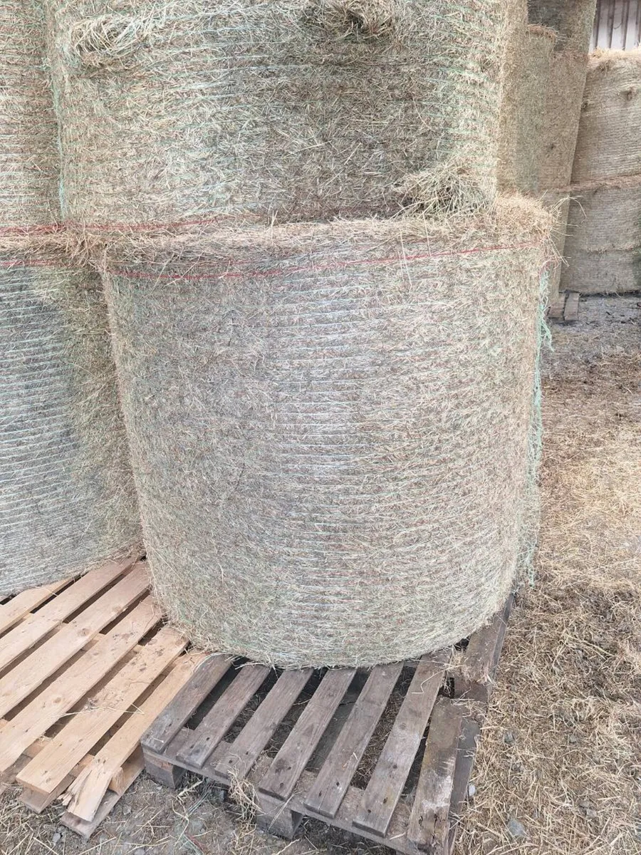 Green hay - Image 1