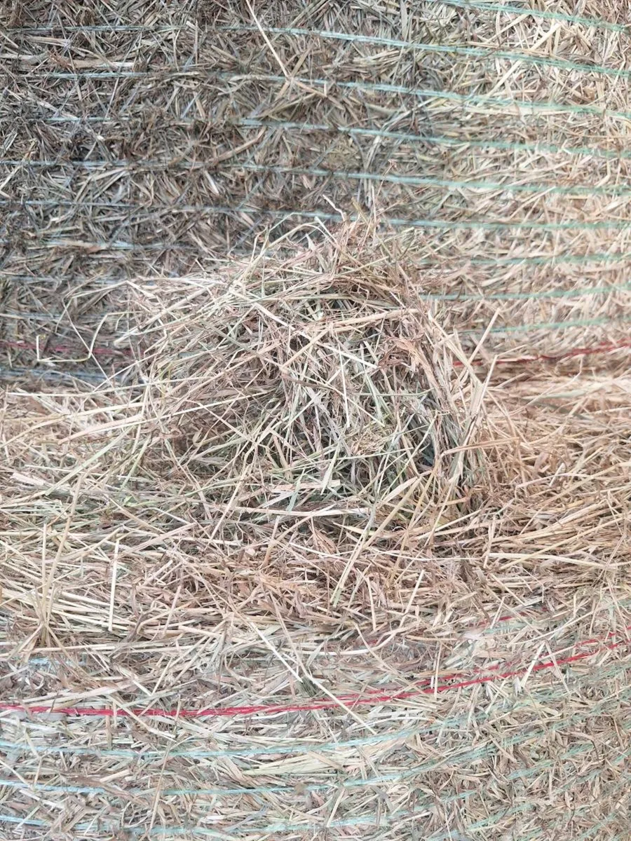 Green hay - Image 2