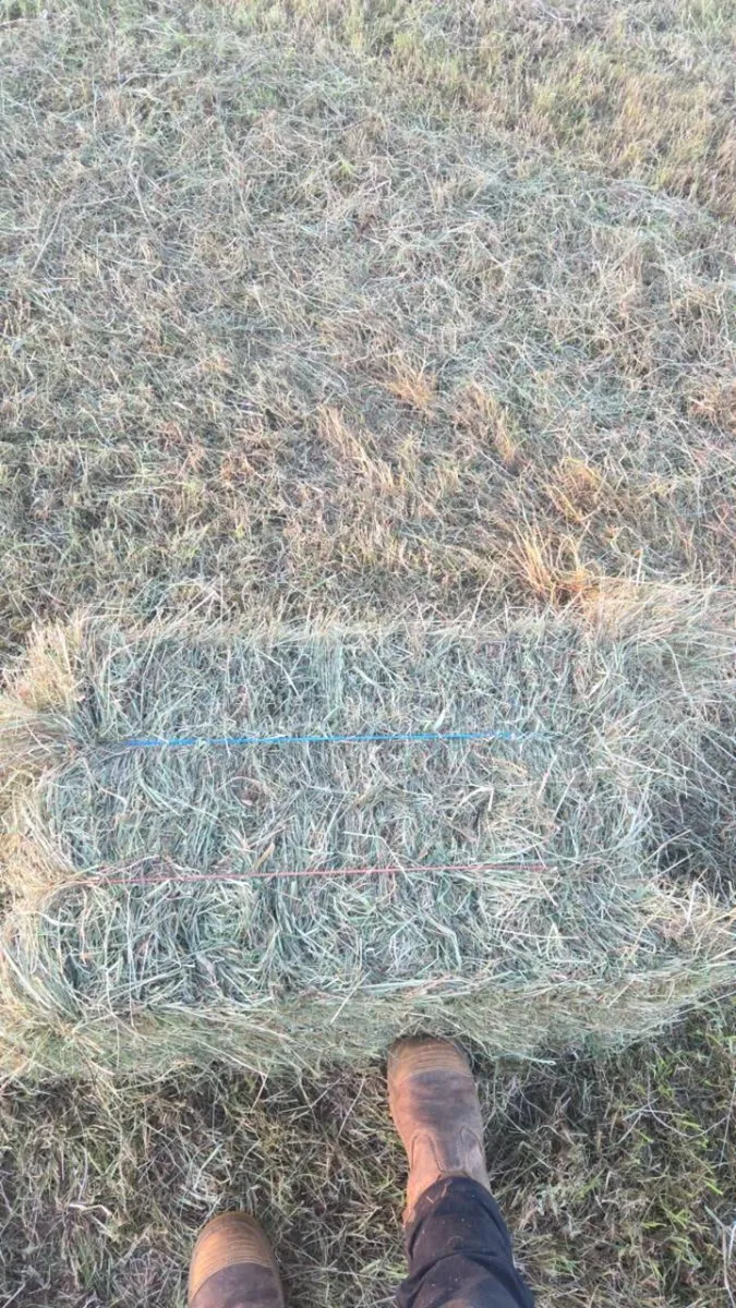 Square bales of Hay - Image 2
