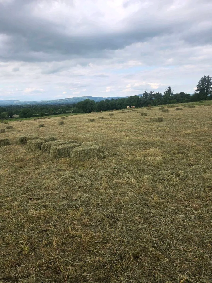 Square bales of Hay - Image 3