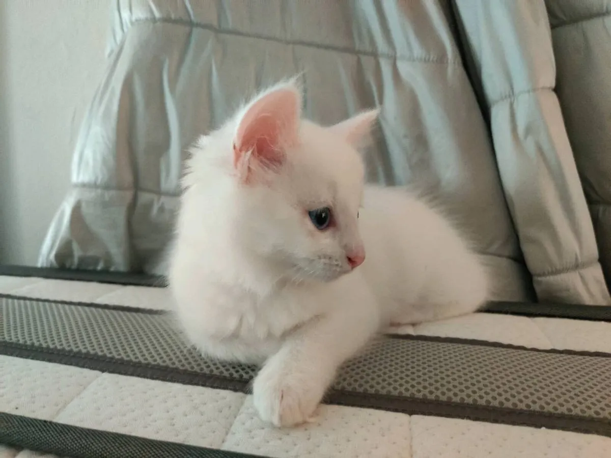 Stunning White Odd Eyed Kitten - Image 4