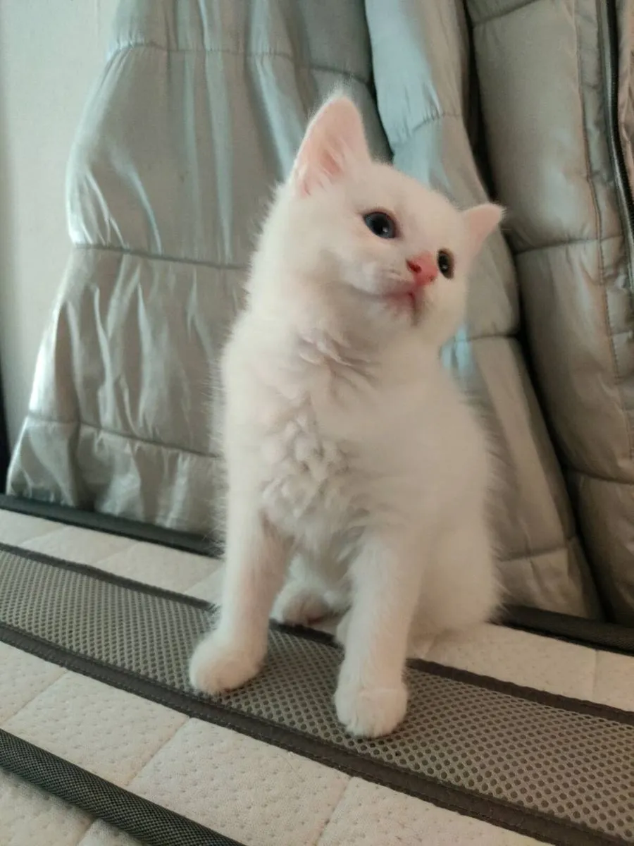 Stunning White Odd Eyed Kitten - Image 1