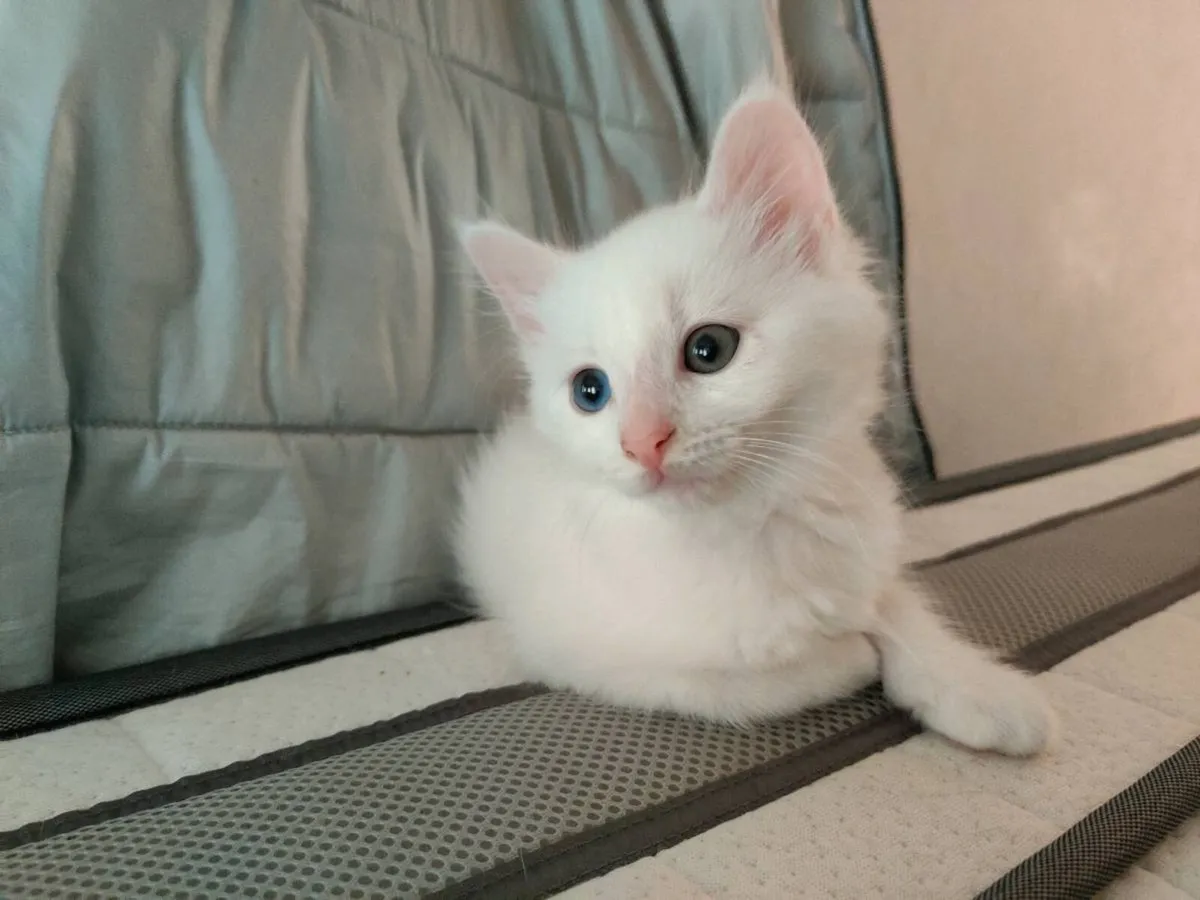 Stunning White Odd Eyed Kitten - Image 2