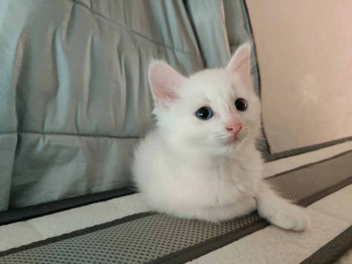 Stunning White Odd Eyed Kitten - Image 3