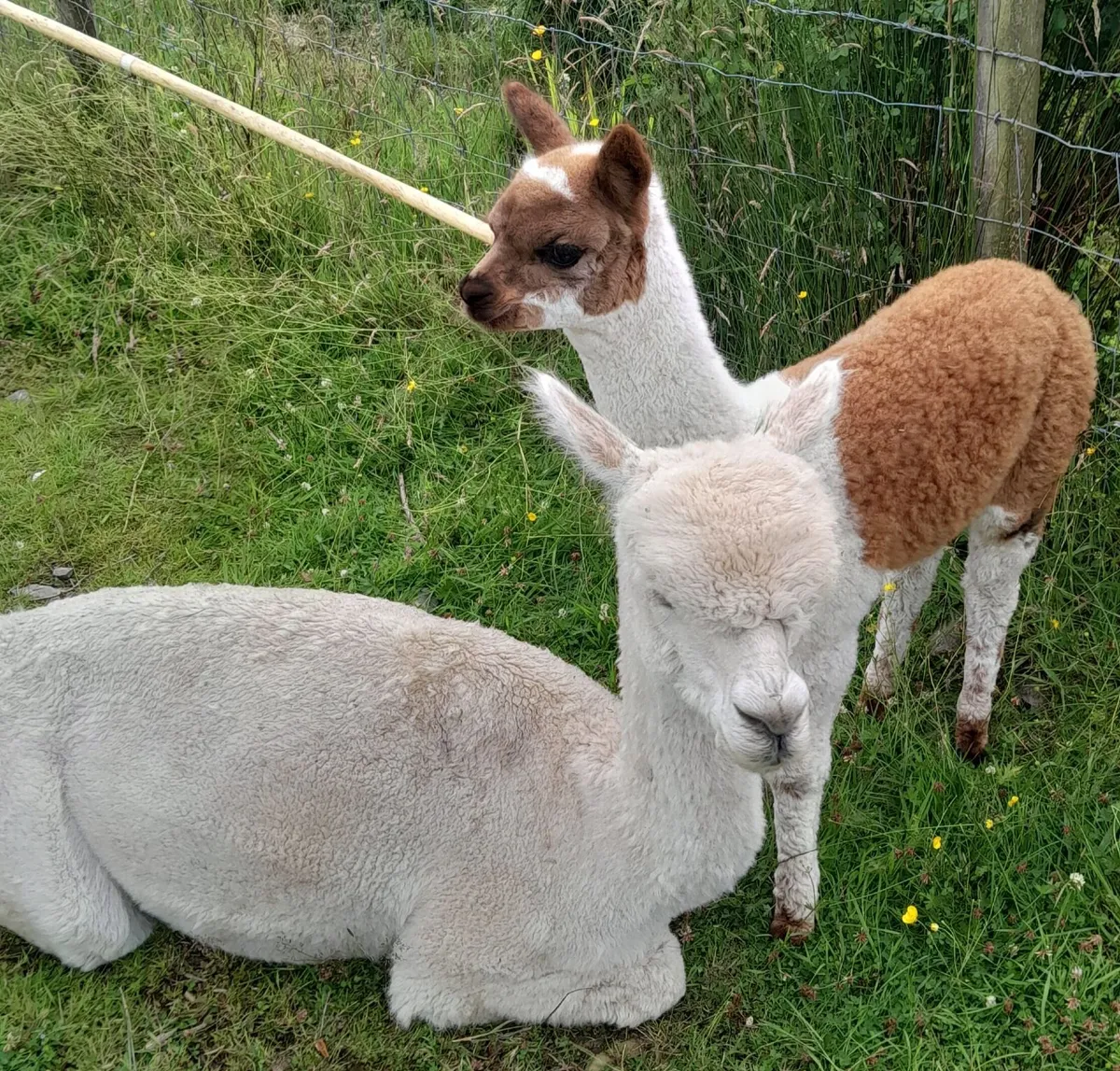 Alpacas - Image 1