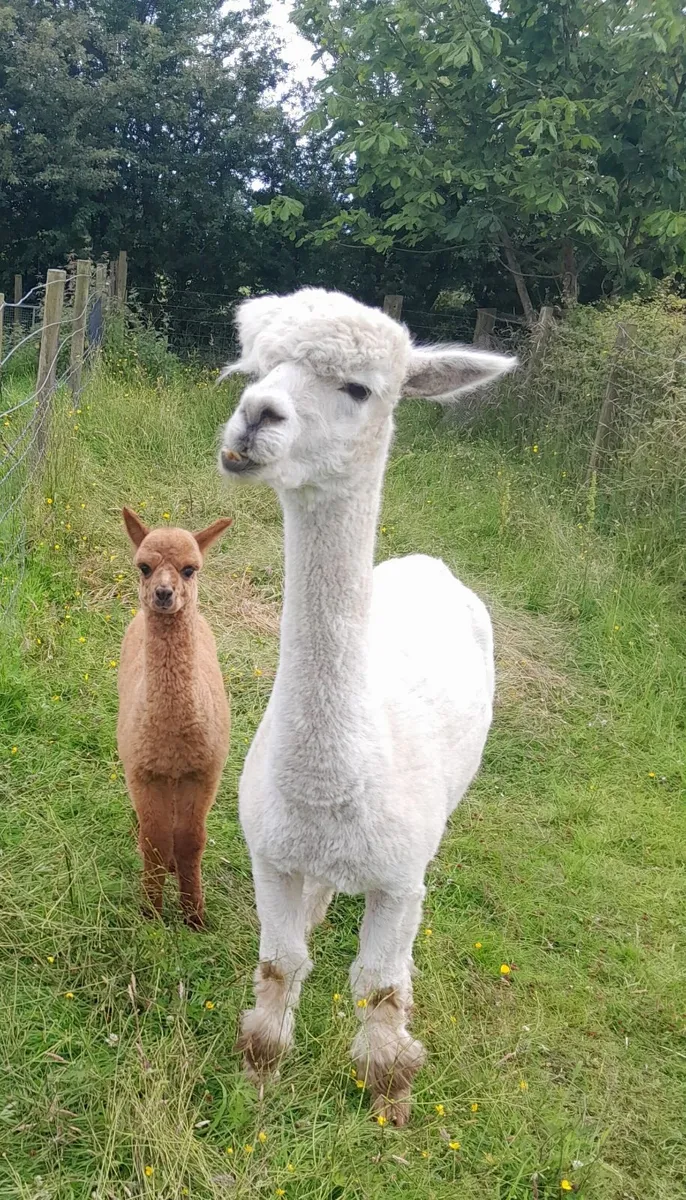Alpacas - Image 2