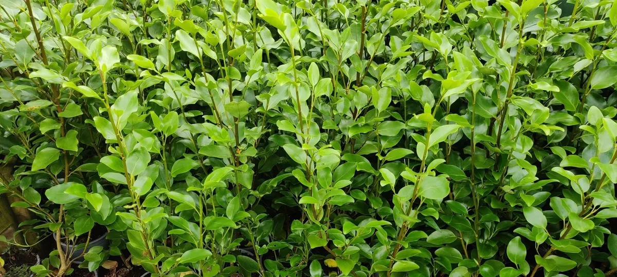 Hedging for sale - Image 1