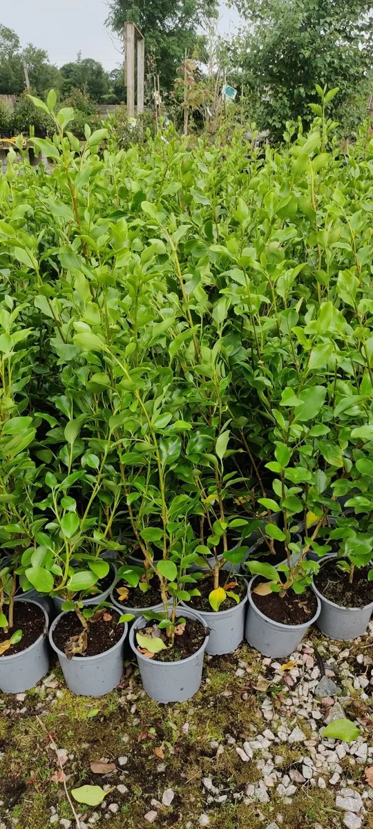 Hedging for sale - Image 2