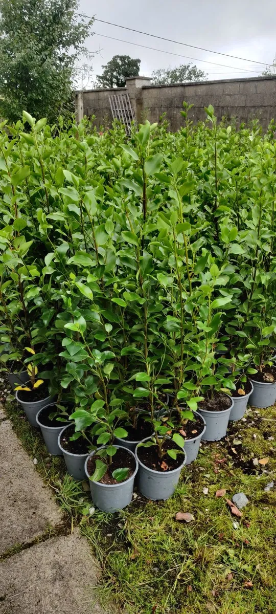 Hedging for sale - Image 3