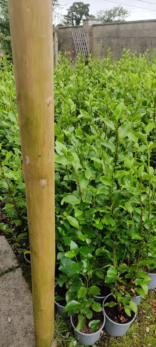 Hedging for sale - Image 4