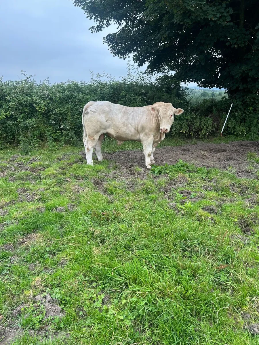 Charolais bull - Image 1