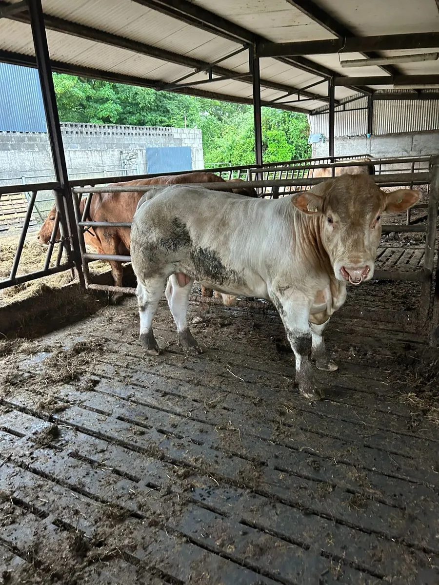 Charolais bull - Image 2