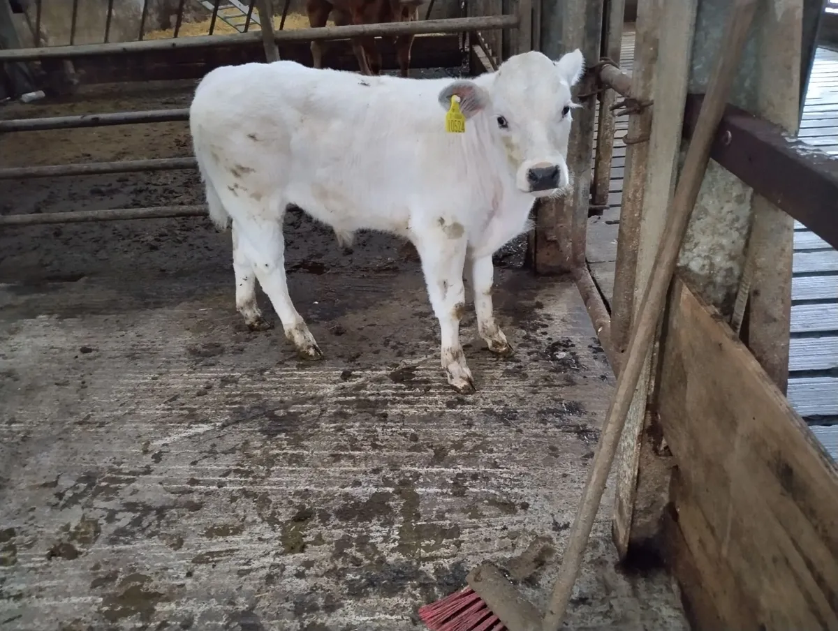 AI bred beef calf Belgian blue bull - Image 1