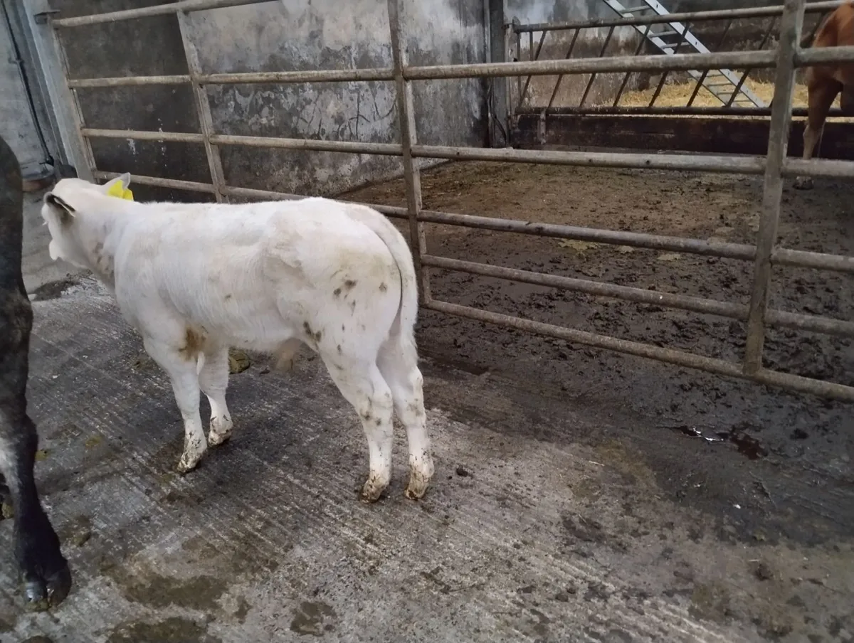 AI bred beef calf Belgian blue bull - Image 2